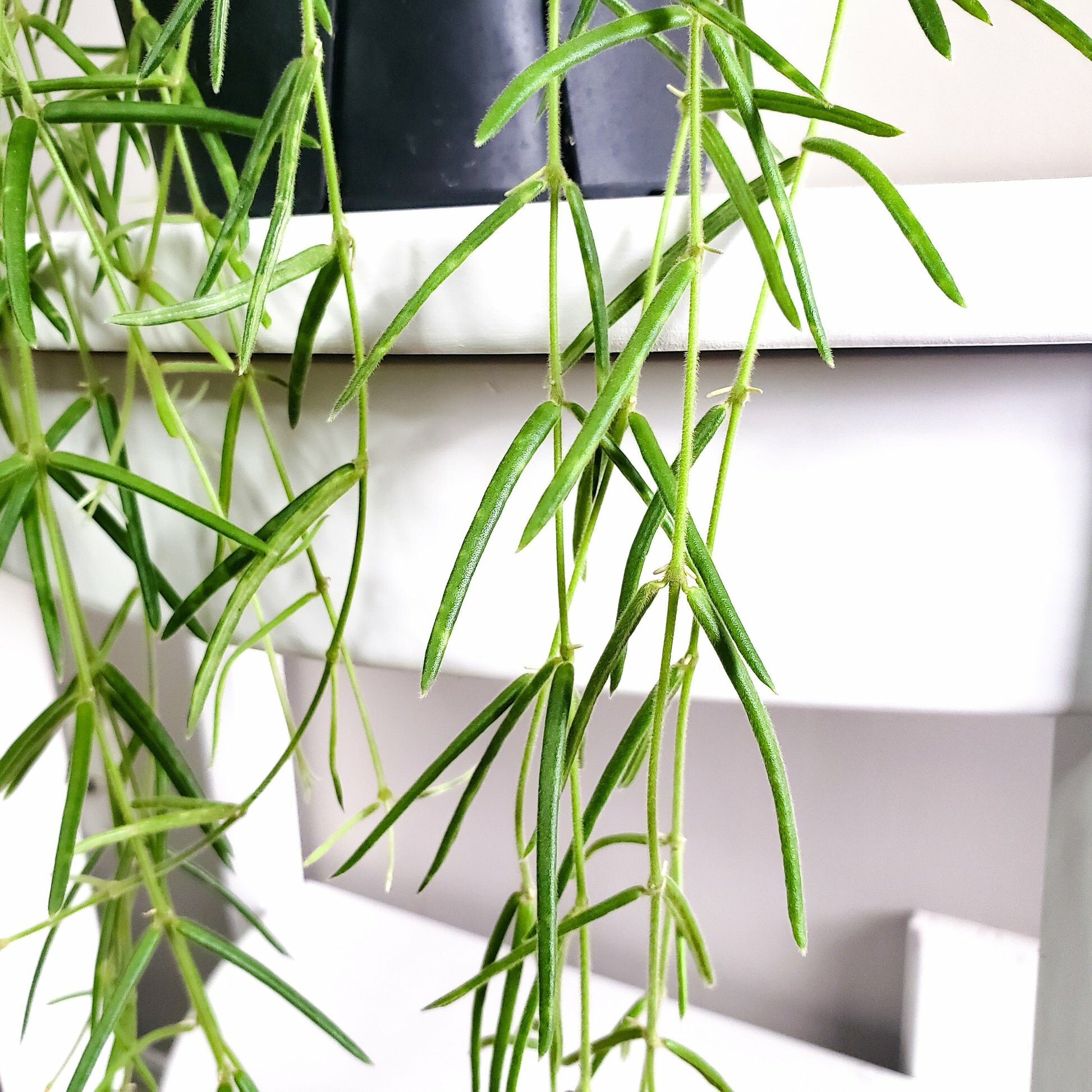 Hoya linearis-plant-ThePaintedLeaf-care