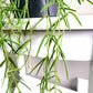 Hoya linearis-plant-ThePaintedLeaf-care