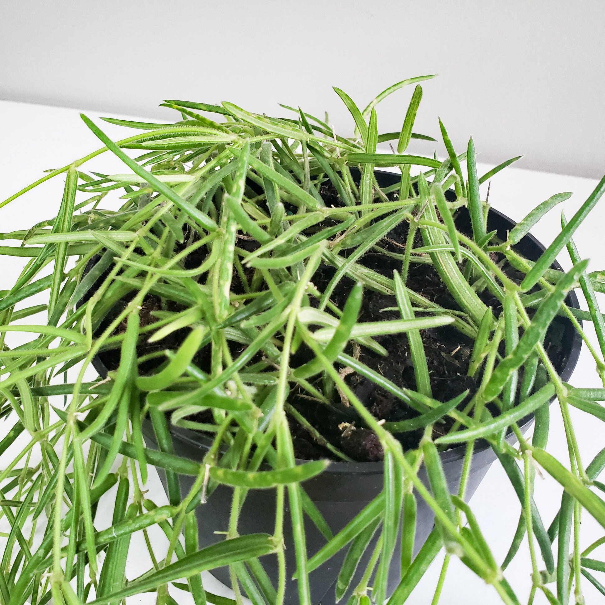 Hoya linearis-plant-ThePaintedLeaf-care