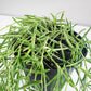 Hoya linearis-plant-ThePaintedLeaf-care