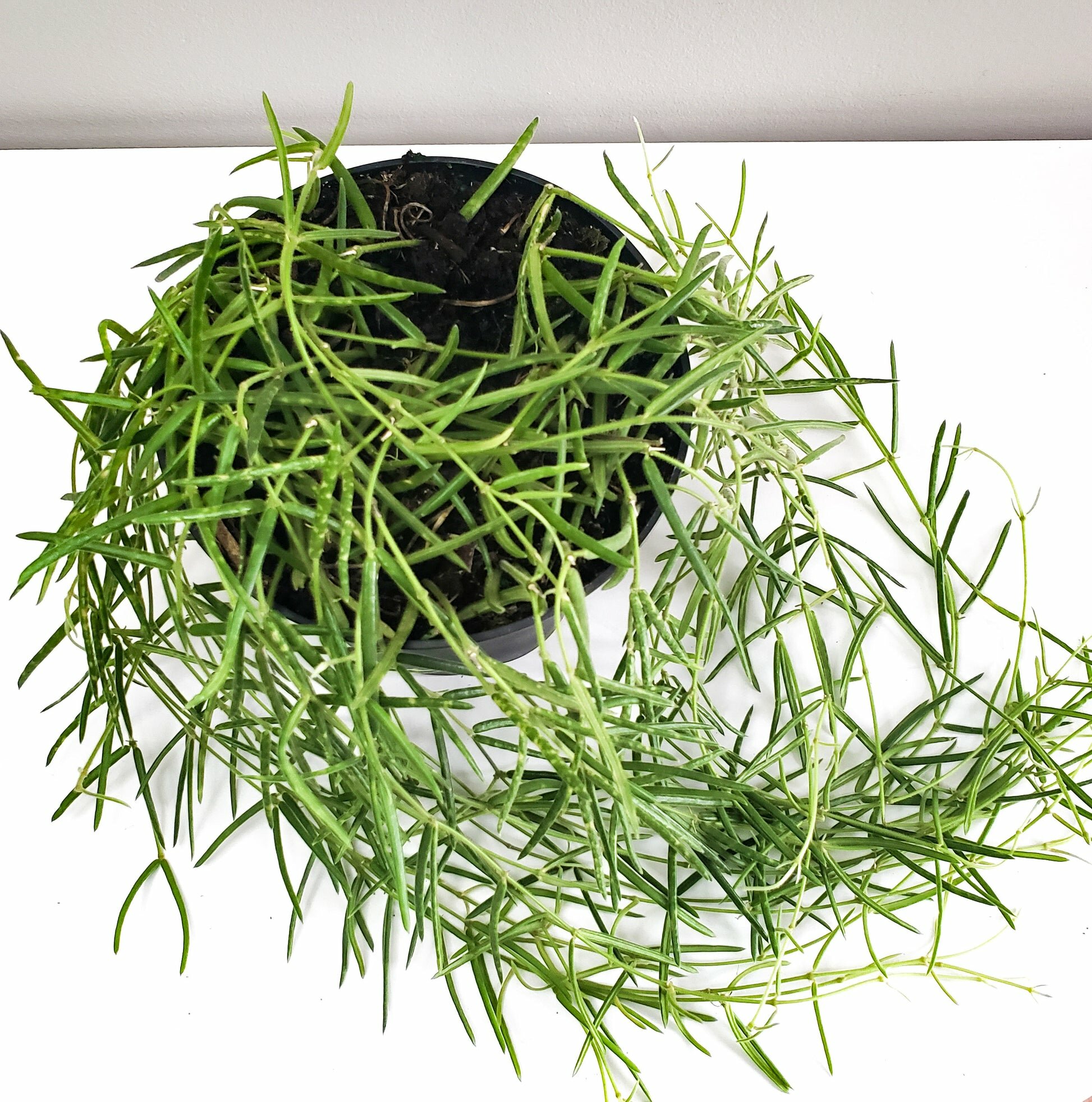 Hoya linearis-plant-ThePaintedLeaf-care