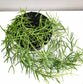 Hoya linearis-plant-ThePaintedLeaf-care