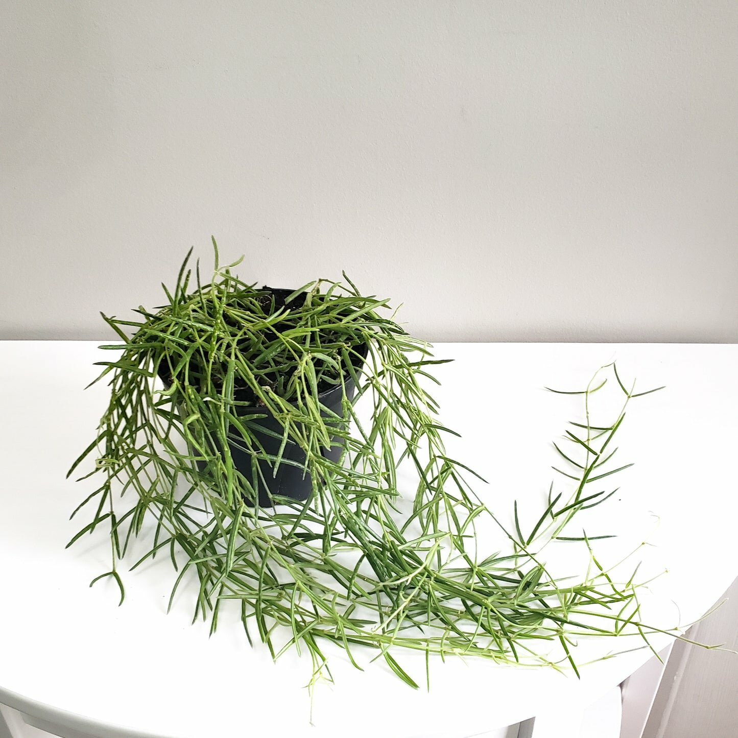 Hoya linearis-plant-ThePaintedLeaf-care