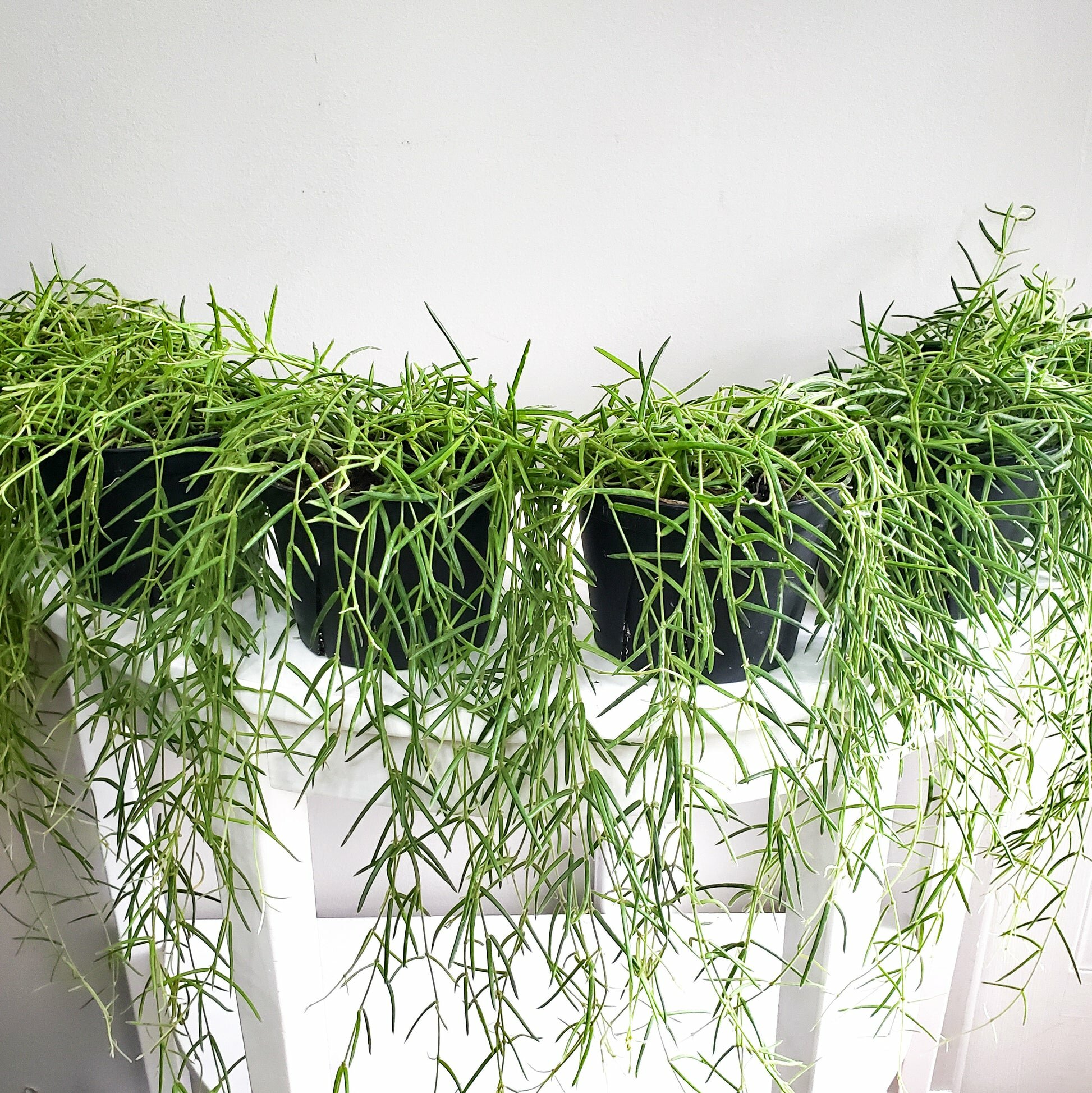 Hoya linearis-plant-ThePaintedLeaf-care