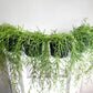 Hoya linearis-plant-ThePaintedLeaf-care