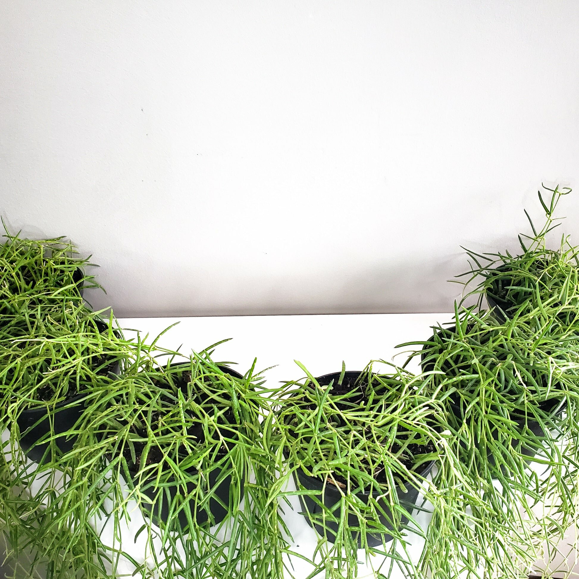Hoya linearis-plant-ThePaintedLeaf-care