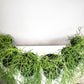 Hoya linearis-plant-ThePaintedLeaf-care