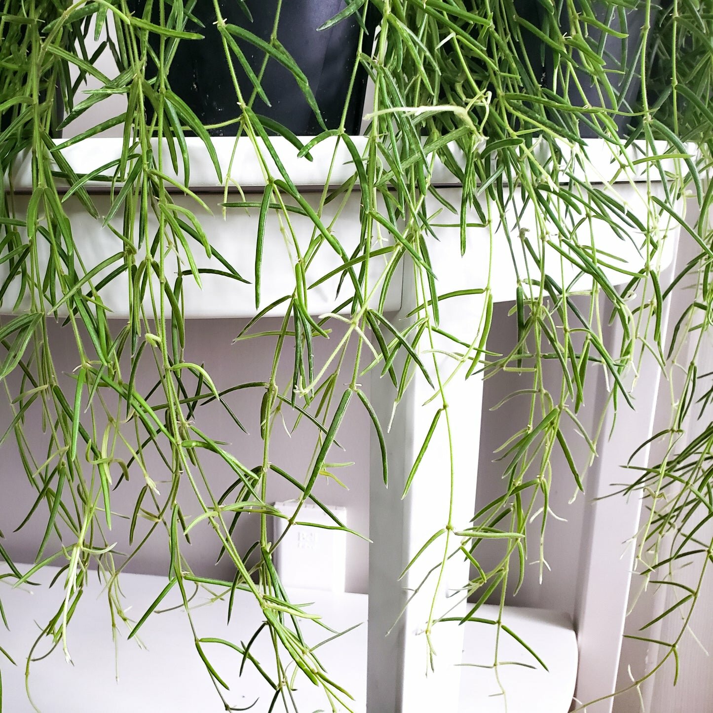 Hoya linearis-plant-ThePaintedLeaf-care