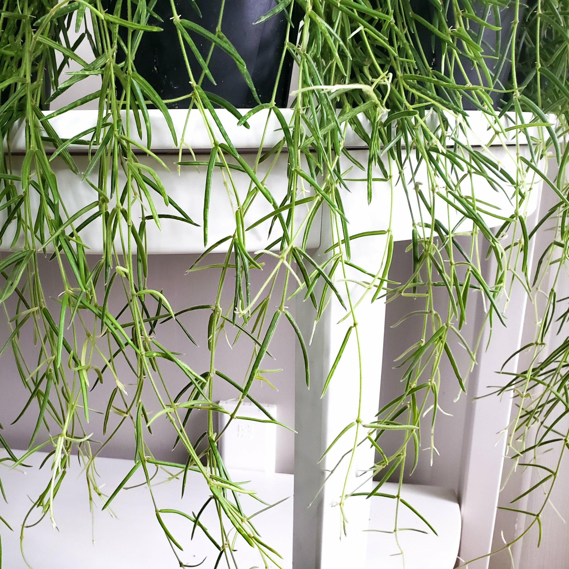 Hoya linearis-plant-ThePaintedLeaf-care