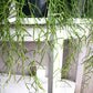 Hoya linearis-plant-ThePaintedLeaf-care