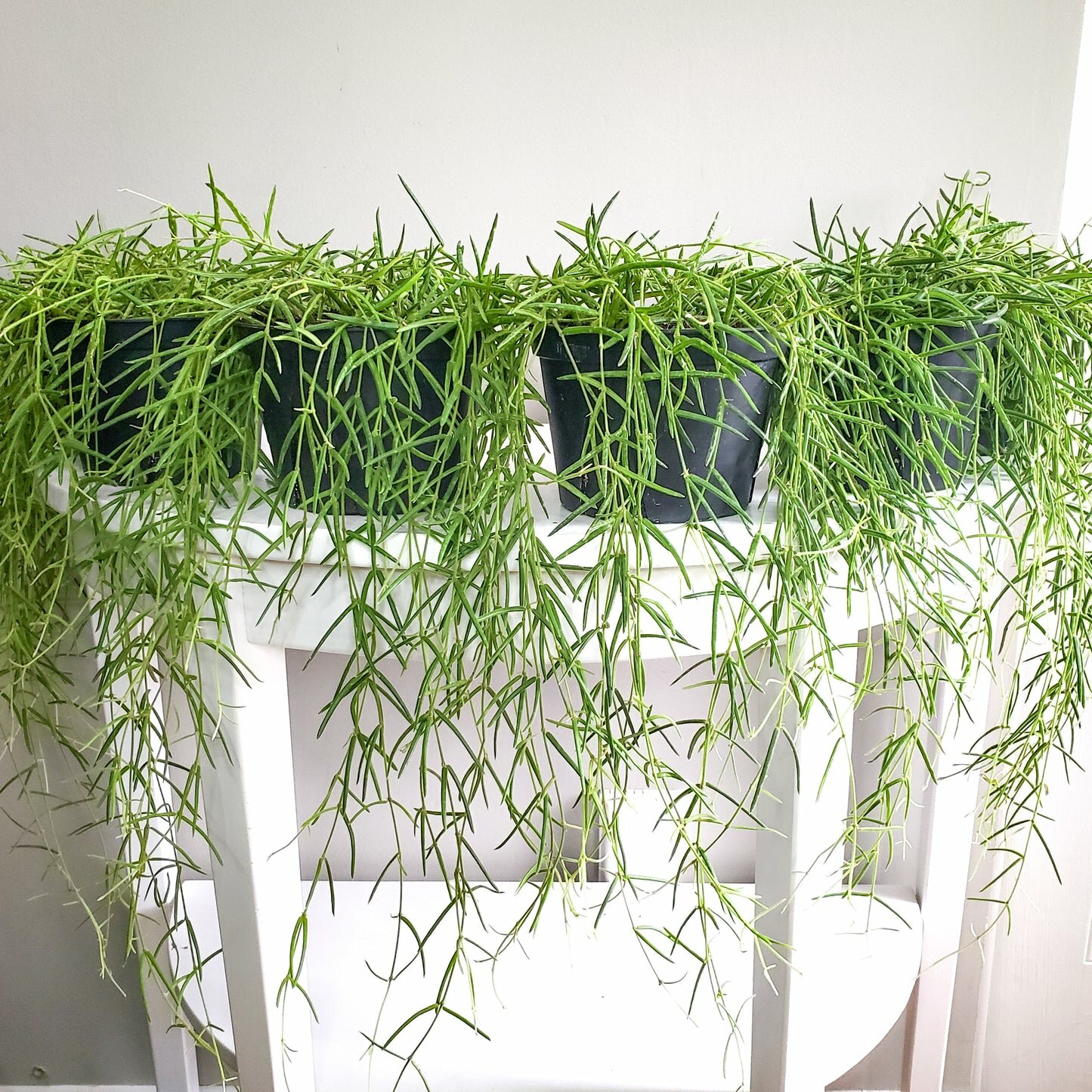 Hoya linearis-plant-ThePaintedLeaf-care