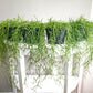 Hoya linearis-plant-ThePaintedLeaf-care
