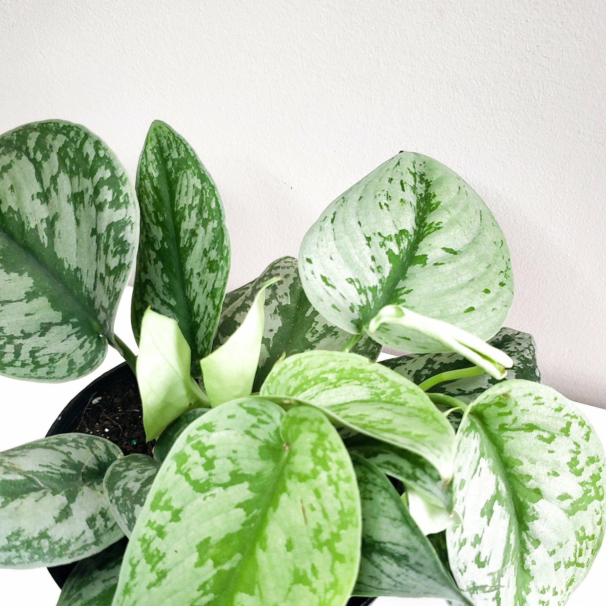 Scindapsus Pictus Exotica- Silver Pothos-ThePaintedLeaf-care