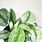 Scindapsus Pictus Exotica- Silver Pothos-ThePaintedLeaf-care