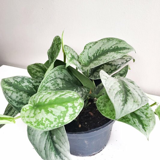 Scindapsus Pictus Exotica- Silver Pothos-ThePaintedLeaf-care