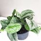 Scindapsus Pictus Exotica- Silver Pothos-ThePaintedLeaf-care