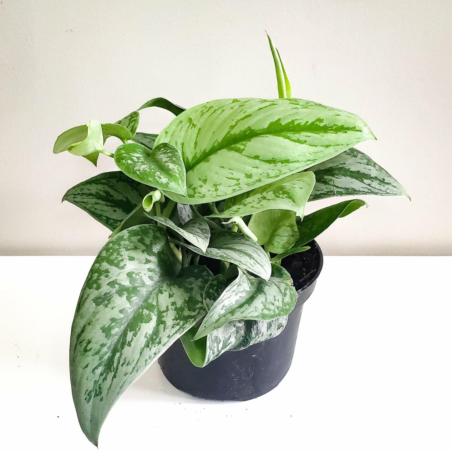 Scindapsus Pictus Exotica- Silver Pothos-ThePaintedLeaf-care