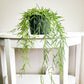 Hoya linearis-plant-ThePaintedLeaf-care