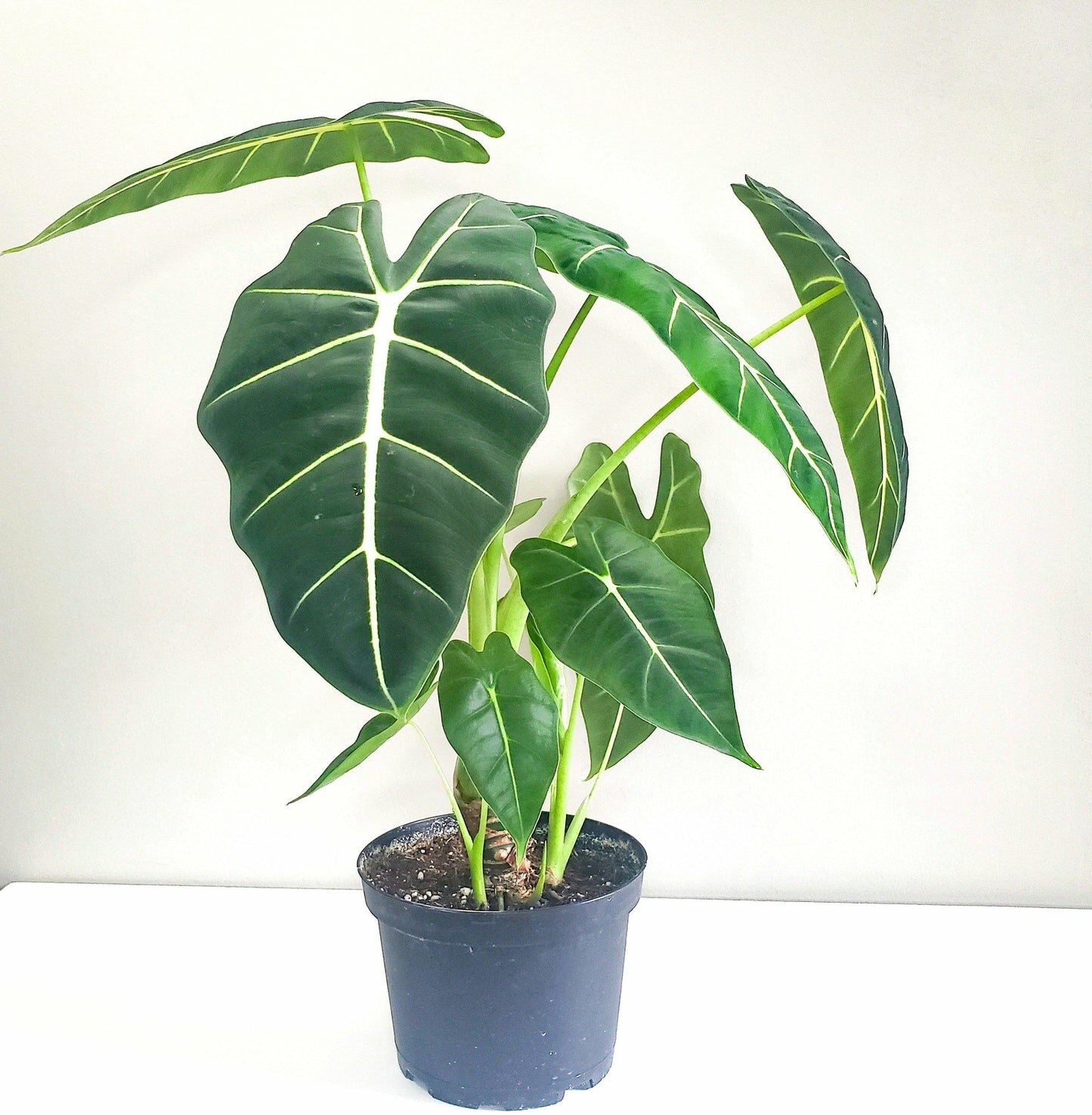 Alocasia micholitziana- Frydek *Local delivery/pick-up only*-Indoor & Outdoor Plants-ThePaintedLeaf-care
