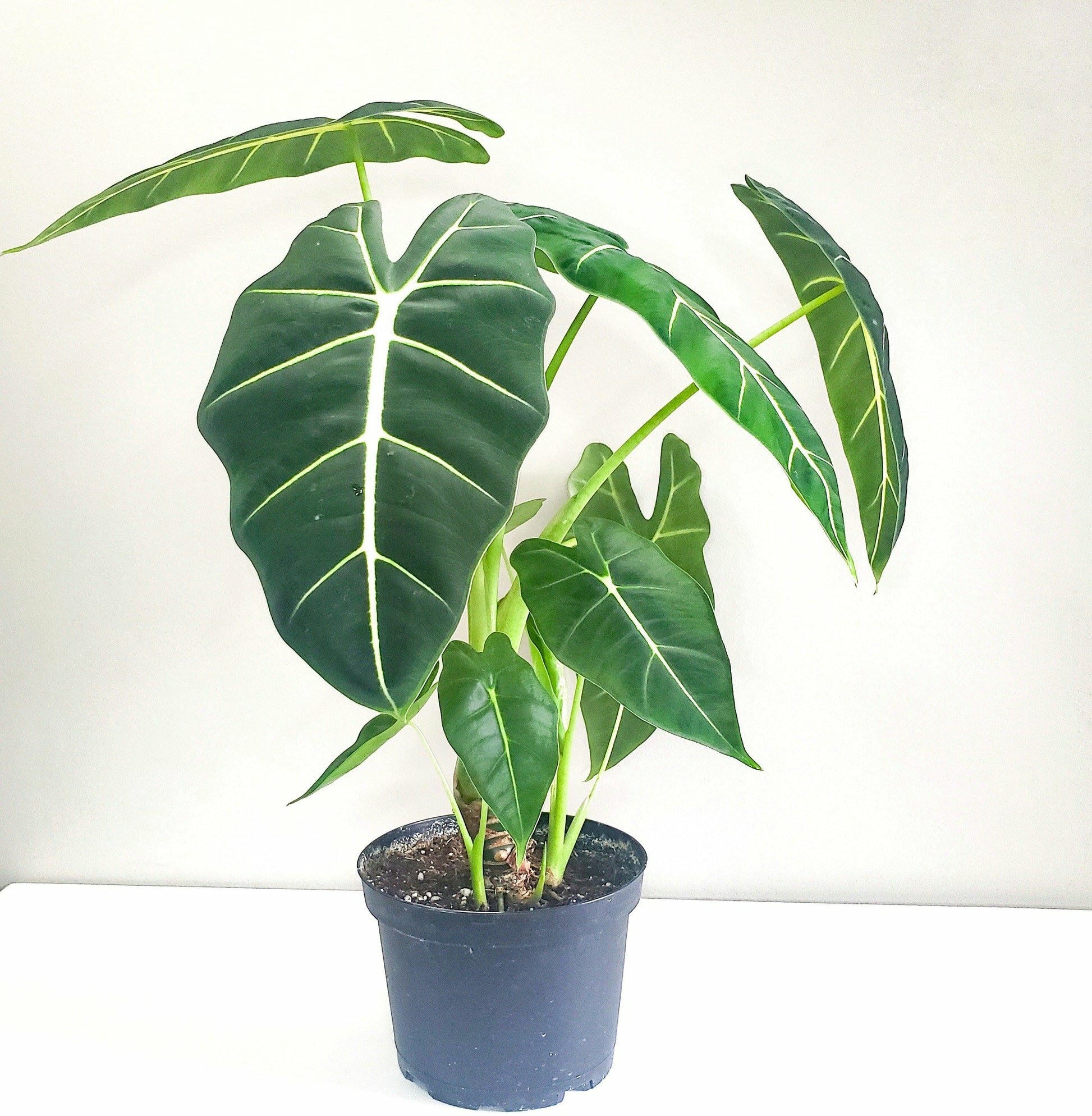 Alocasia micholitziana- Frydek *Local delivery/pick-up only*-Indoor & Outdoor Plants-ThePaintedLeaf-care