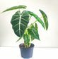 Alocasia micholitziana- Frydek *Local delivery/pick-up only*-Indoor & Outdoor Plants-ThePaintedLeaf-care