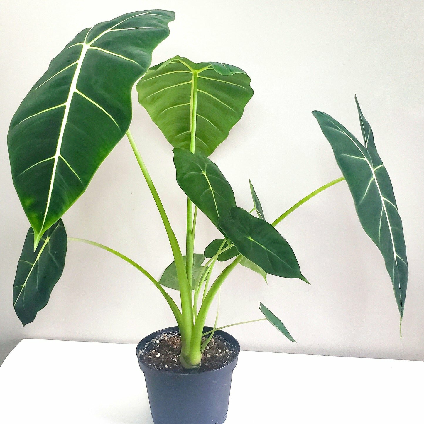 Alocasia micholitziana- Frydek *Local delivery/pick-up only*-Indoor & Outdoor Plants-ThePaintedLeaf-care
