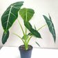 Alocasia micholitziana- Frydek *Local delivery/pick-up only*-Indoor & Outdoor Plants-ThePaintedLeaf-care