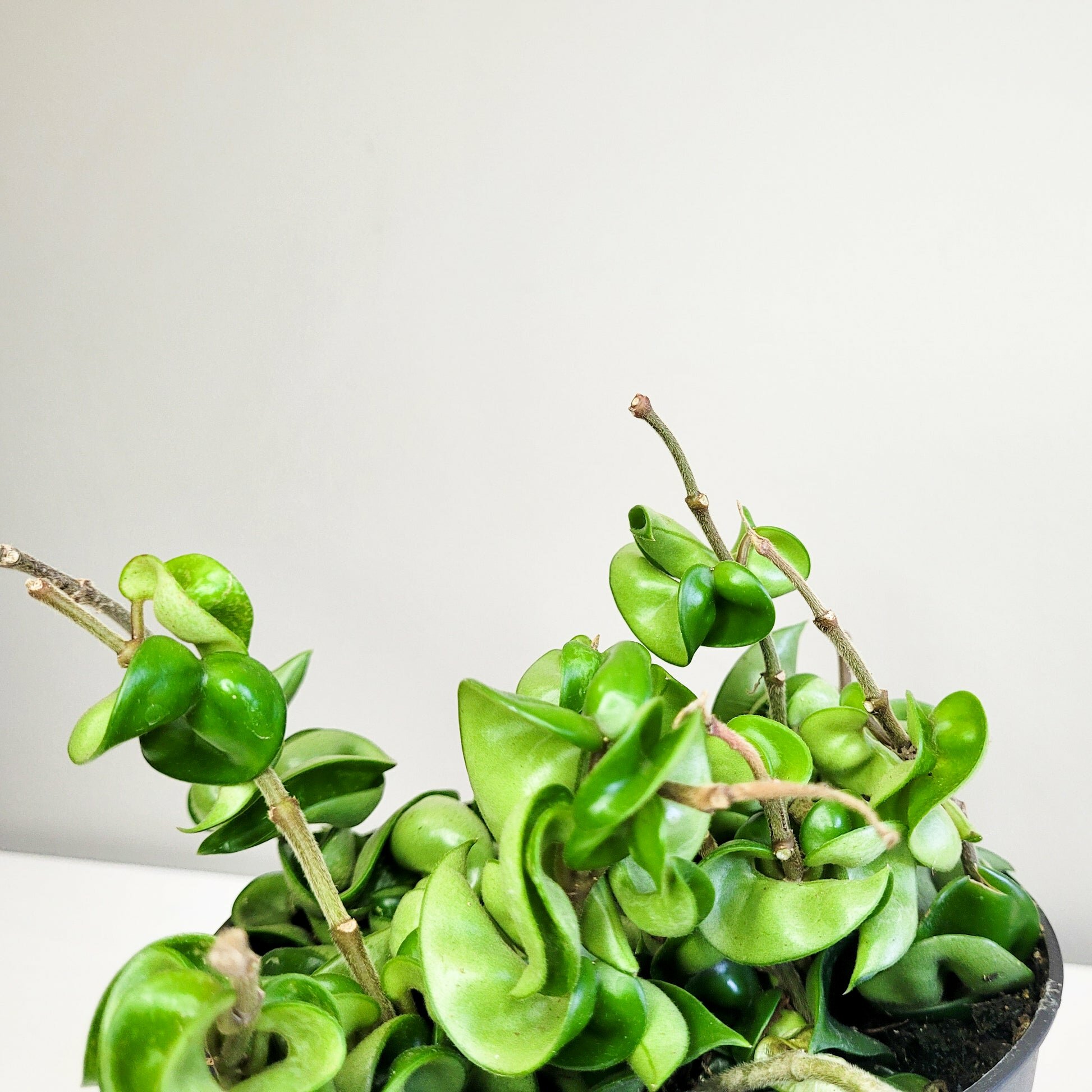 Hoya carnosa Compacta - Hindu rope-plant-ThePaintedLeaf-care