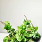 Hoya carnosa Compacta - Hindu rope-plant-ThePaintedLeaf-care
