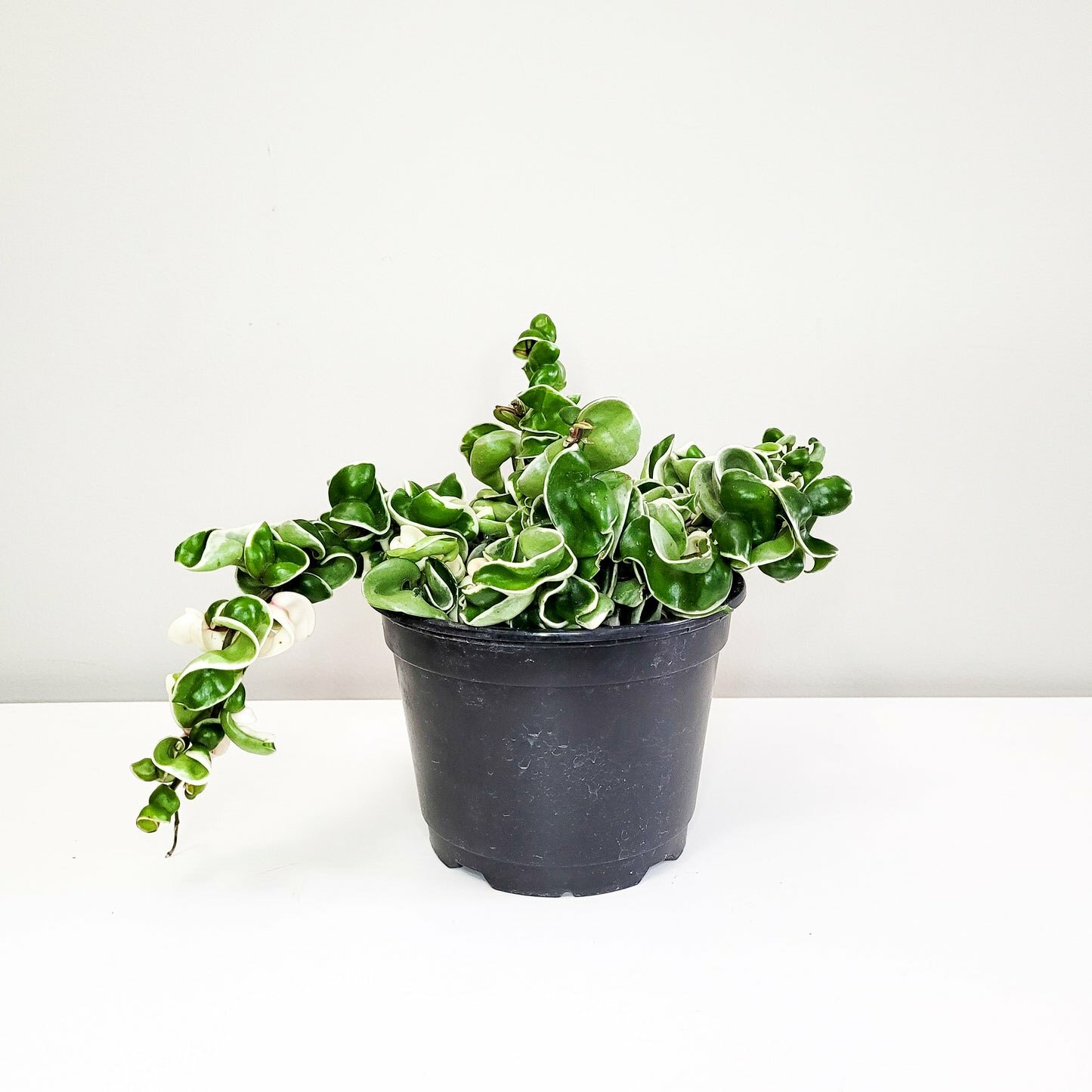 Hoya carnosa Compacta - Hindu rope-plant-ThePaintedLeaf-care