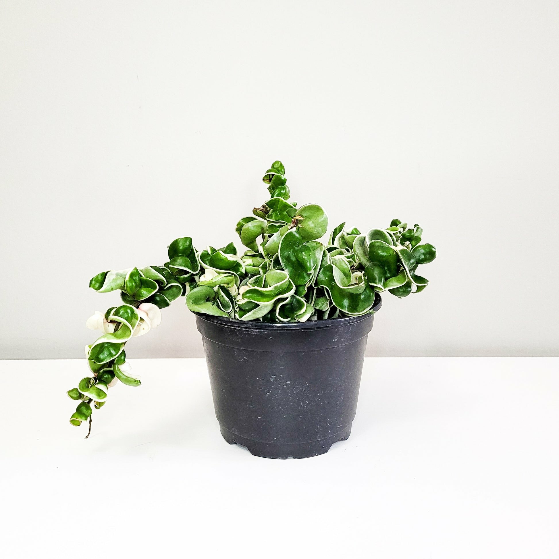 Hoya carnosa Compacta - Hindu rope-plant-ThePaintedLeaf-care