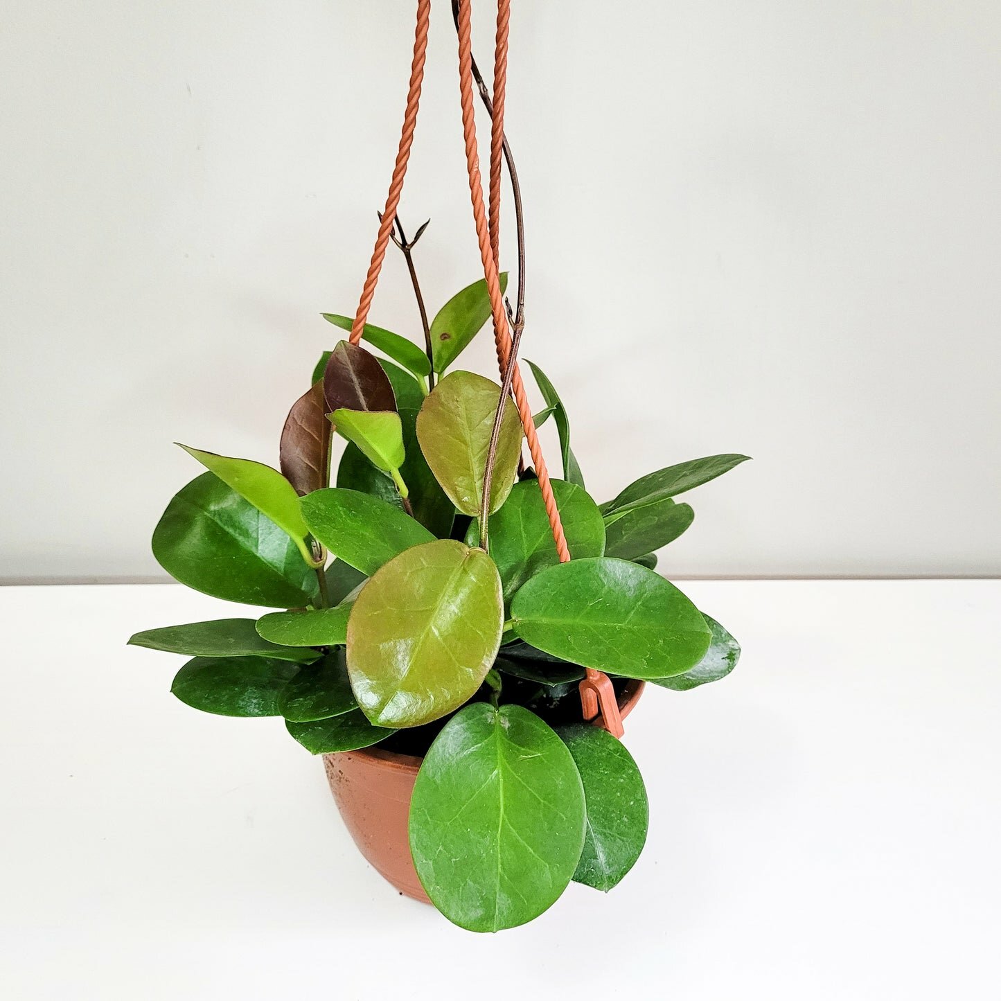 Hoya australis-plant-ThePaintedLeaf-care