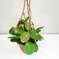 Hoya australis-plant-ThePaintedLeaf-care