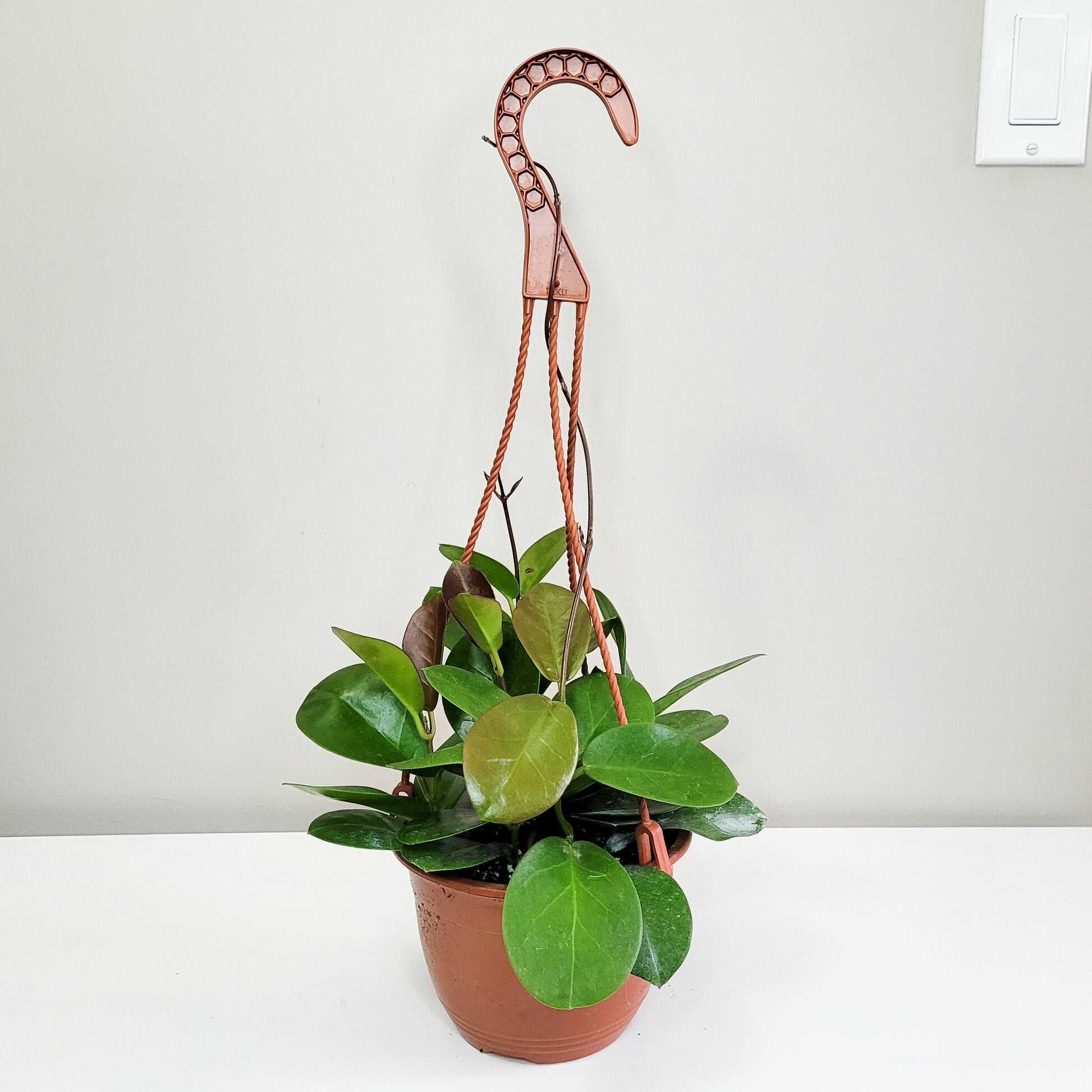 Hoya australis-plant-ThePaintedLeaf-care