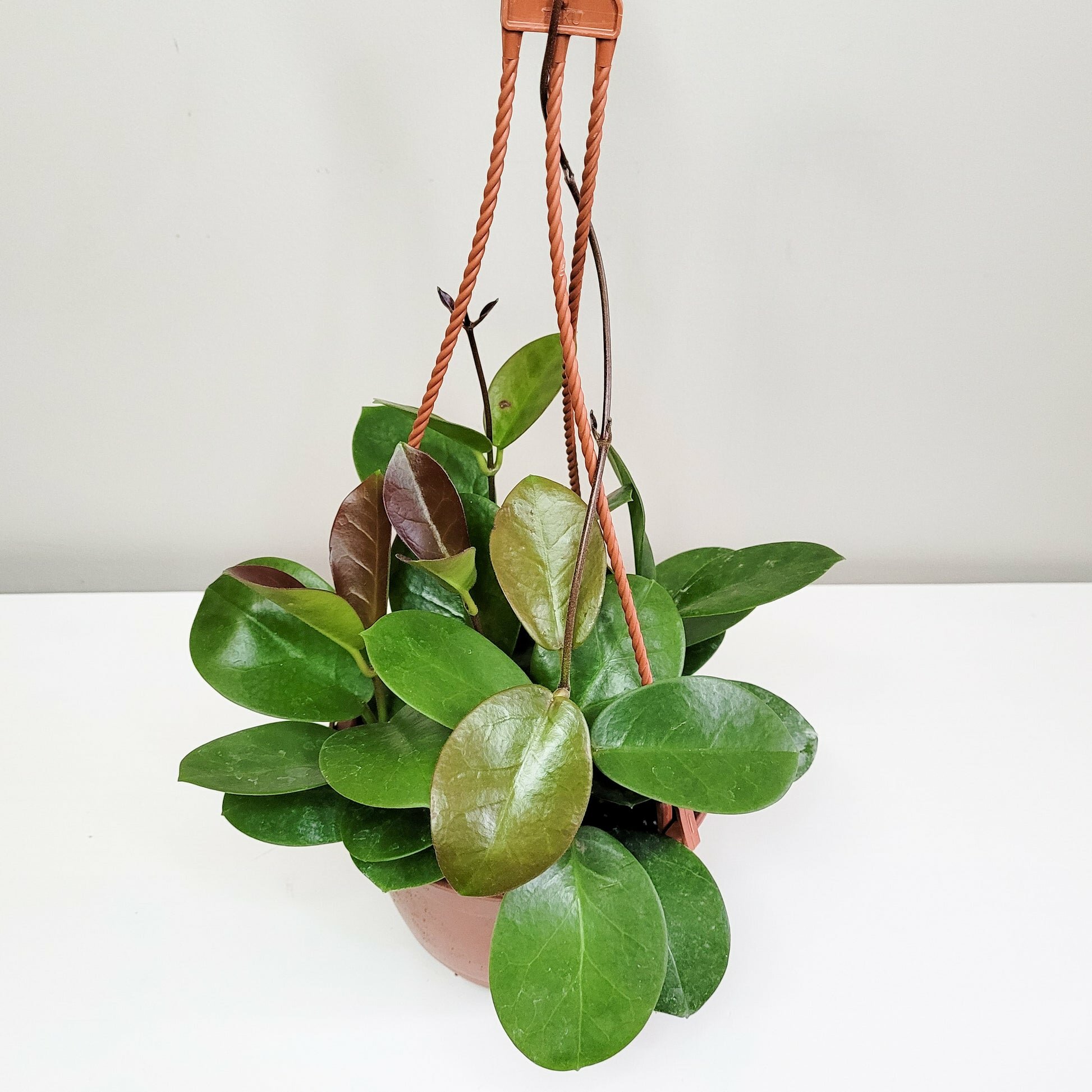 Hoya australis-plant-ThePaintedLeaf-care