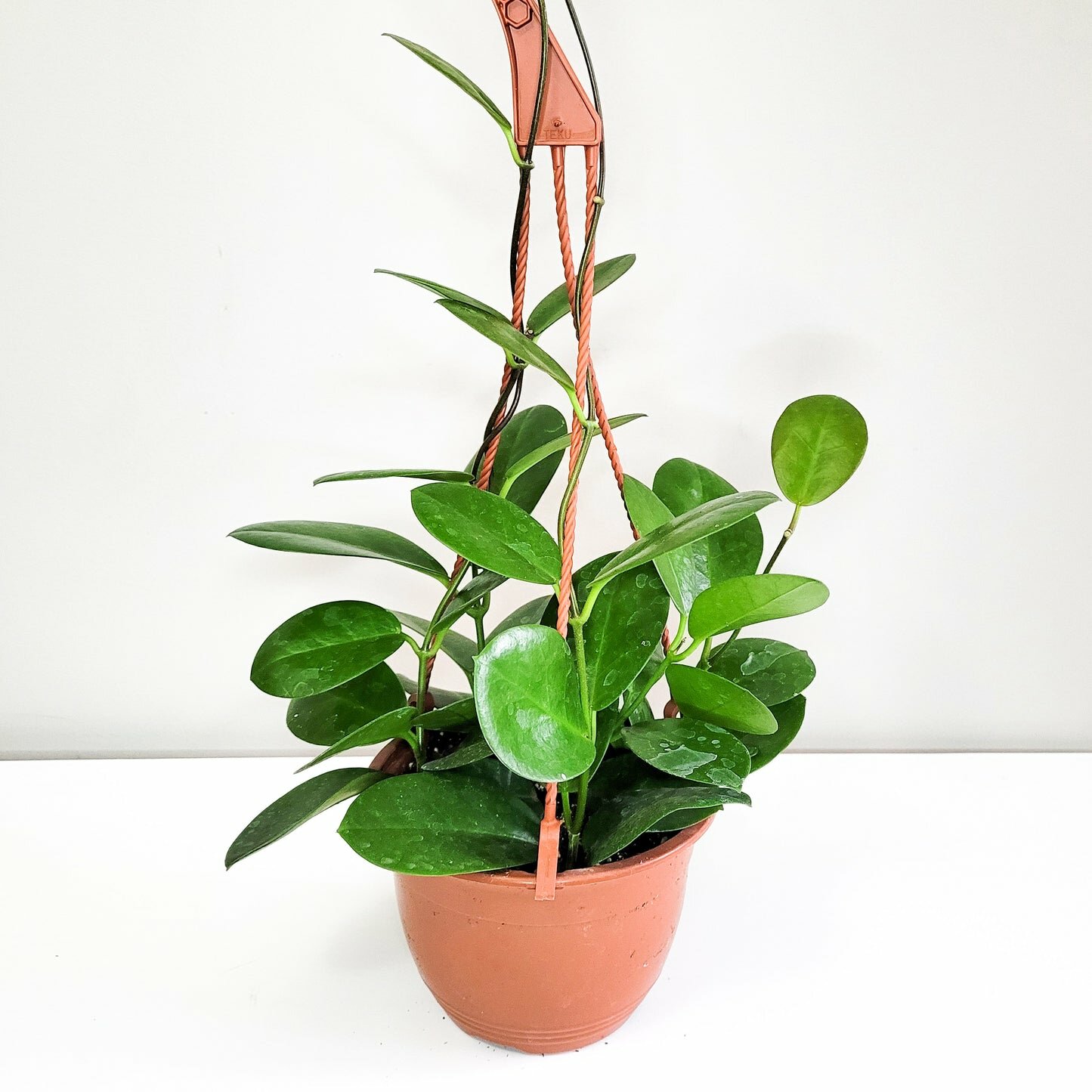 Hoya australis-plant-ThePaintedLeaf-care