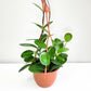 Hoya australis-plant-ThePaintedLeaf-care