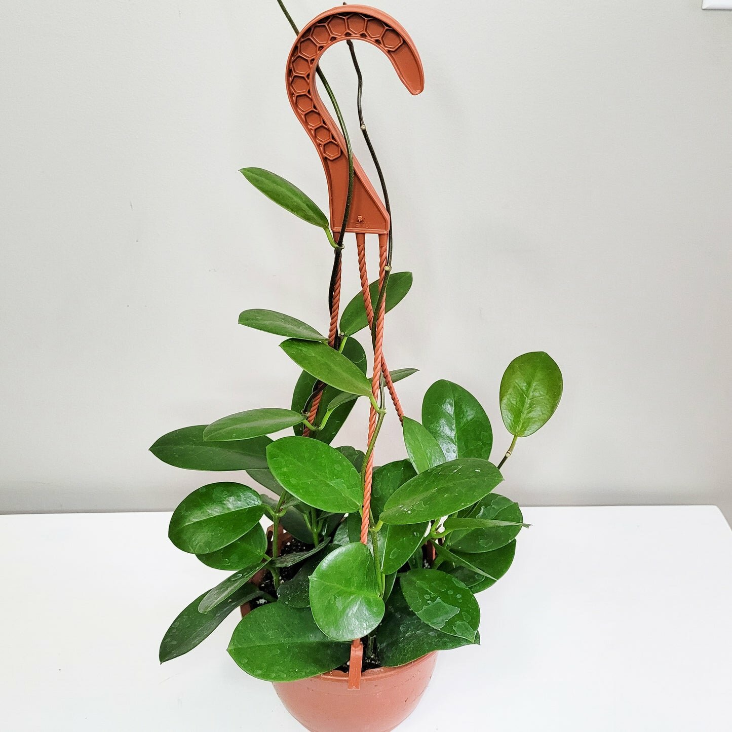Hoya australis-plant-ThePaintedLeaf-care