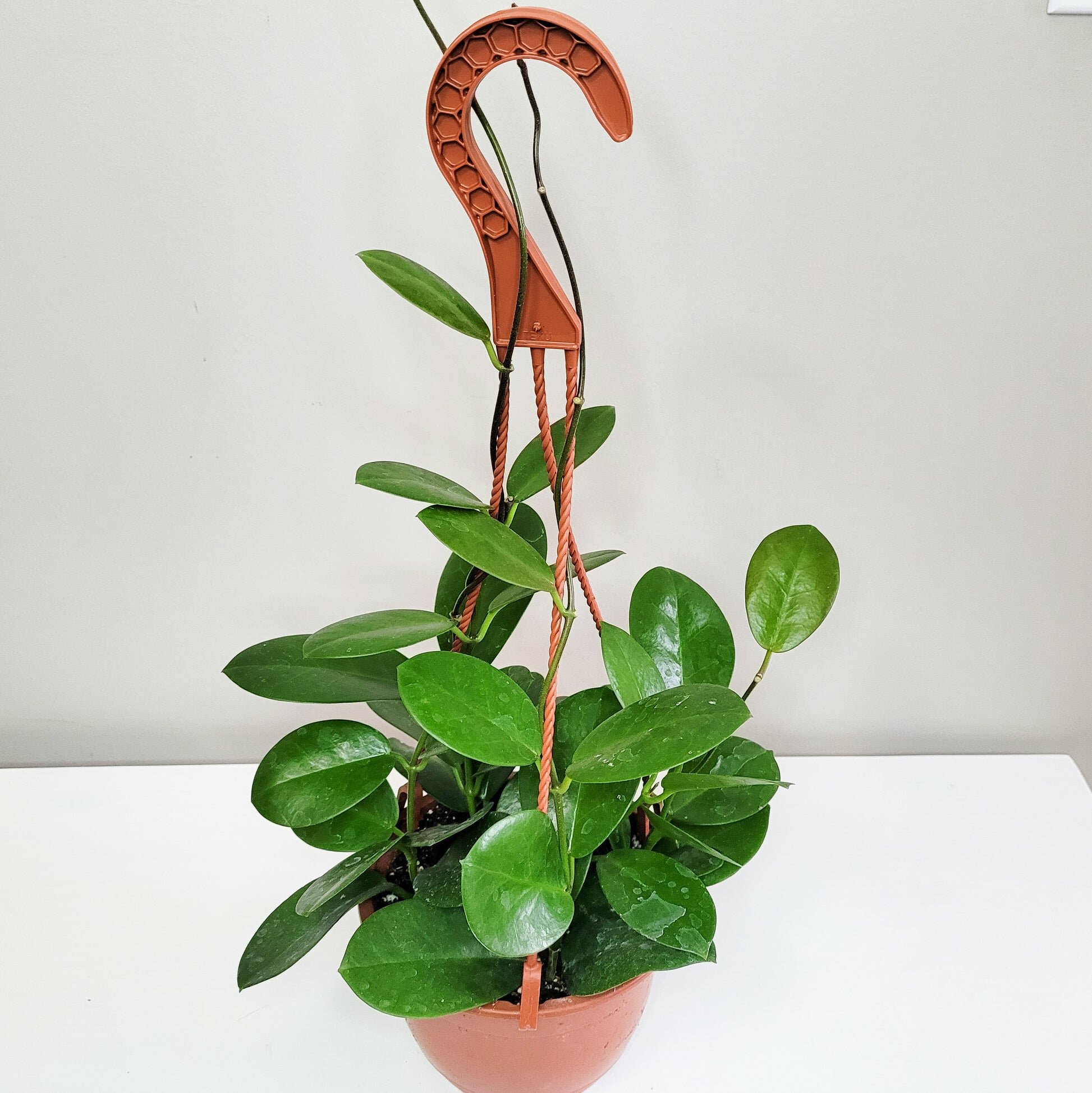 Hoya australis-plant-ThePaintedLeaf-care
