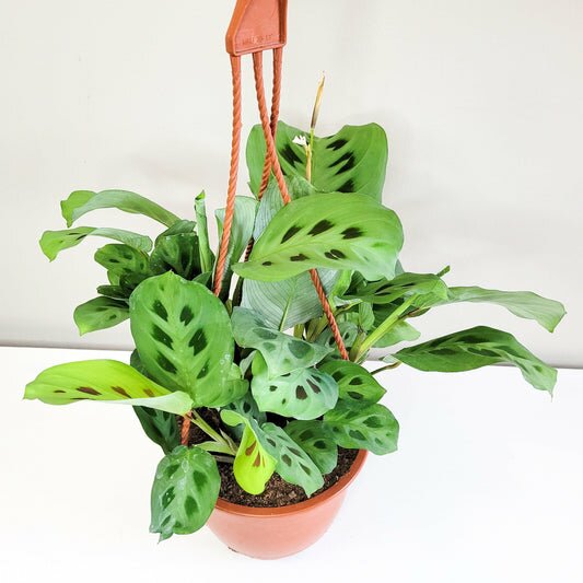 Maranta leuconeura- Green Prayer Plant-plant-ThePaintedLeaf-care