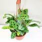 Maranta leuconeura- Green Prayer Plant-plant-ThePaintedLeaf-care