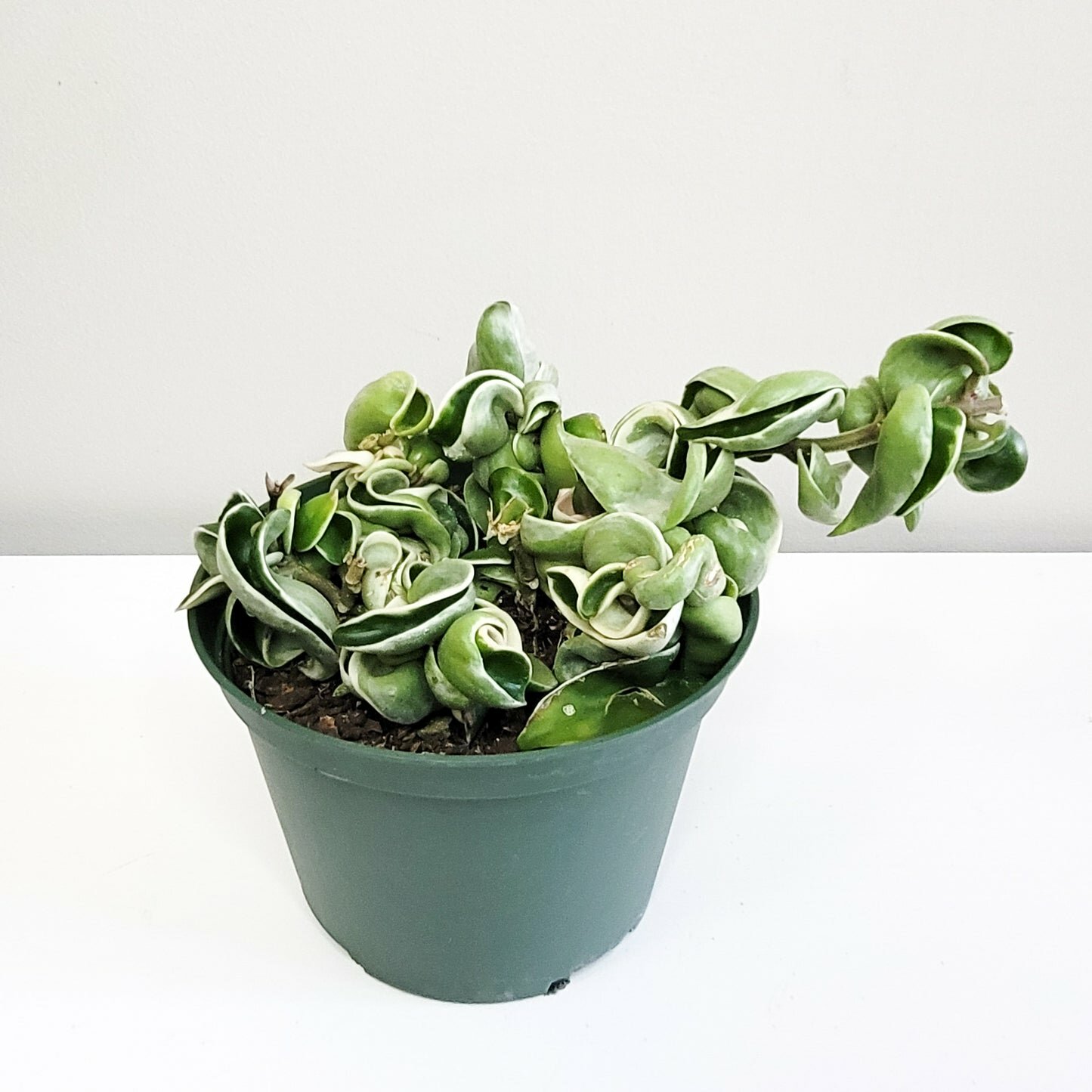 Hoya carnosa Compacta - Hindu rope-plant-ThePaintedLeaf-care