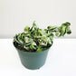 Hoya carnosa Compacta - Hindu rope-plant-ThePaintedLeaf-care