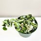 Hoya carnosa Compacta - Hindu rope-plant-ThePaintedLeaf-care