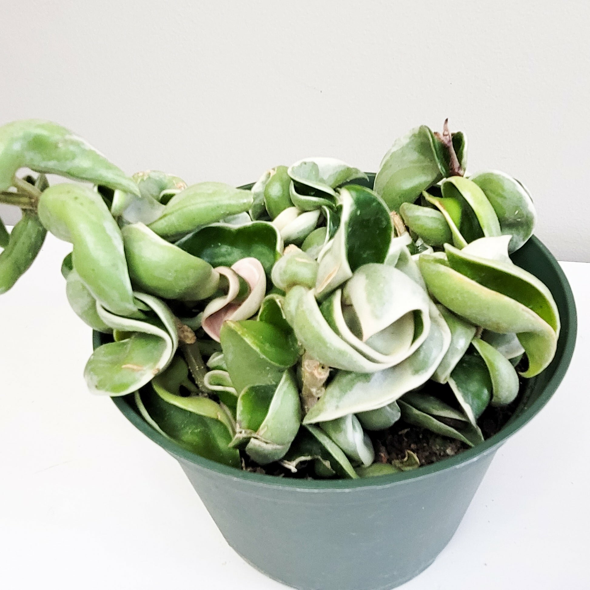 Hoya carnosa Compacta - Hindu rope-plant-ThePaintedLeaf-care