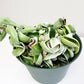 Hoya carnosa Compacta - Hindu rope-plant-ThePaintedLeaf-care