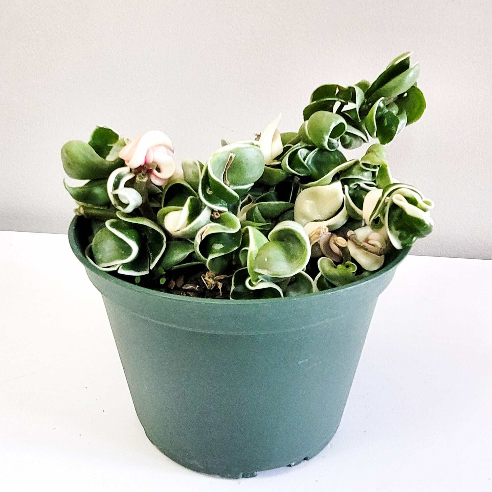 Hoya carnosa Compacta - Hindu rope-plant-ThePaintedLeaf-care