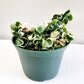 Hoya carnosa Compacta - Hindu rope-plant-ThePaintedLeaf-care