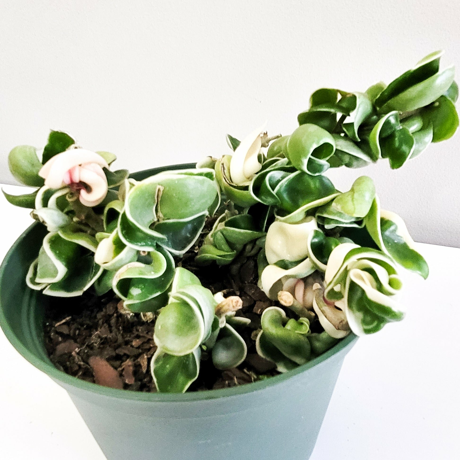 Hoya carnosa Compacta - Hindu rope-plant-ThePaintedLeaf-care