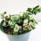 Hoya carnosa Compacta - Hindu rope-plant-ThePaintedLeaf-care